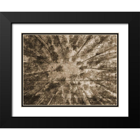 Up Into The Woods 2 Black Modern Wood Framed Art Print with Double Matting by Lewis, Sheldon