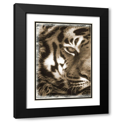 Tiger Claw 1 Black Modern Wood Framed Art Print with Double Matting by Lewis, Sheldon