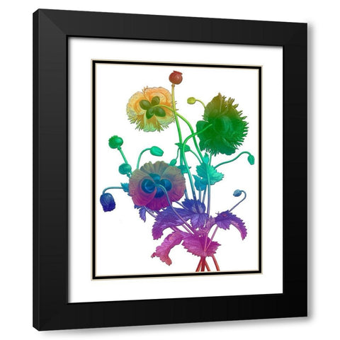 Color Bloom Black Modern Wood Framed Art Print with Double Matting by Lewis, Sheldon