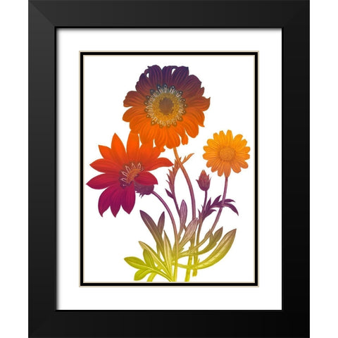 Color Bloom 2 Black Modern Wood Framed Art Print with Double Matting by Lewis, Sheldon