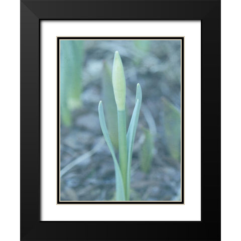 Glory Dew 2 Black Modern Wood Framed Art Print with Double Matting by Lewis, Sheldon