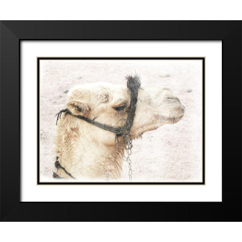 Camel 1 Black Modern Wood Framed Art Print with Double Matting by Lewis, Sheldon