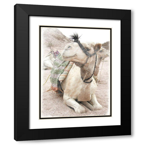 Camel 2 Black Modern Wood Framed Art Print with Double Matting by Lewis, Sheldon