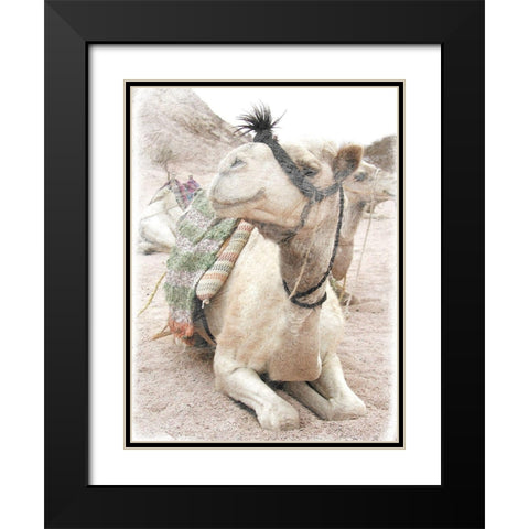 Camel 2 Black Modern Wood Framed Art Print with Double Matting by Lewis, Sheldon