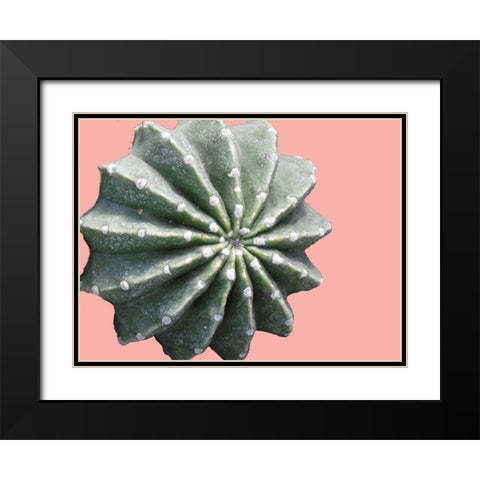 Cactus Bulb Black Modern Wood Framed Art Print with Double Matting by Lewis, Sheldon