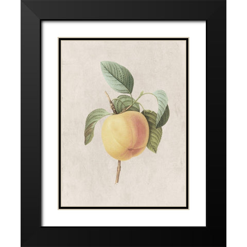 Fruity Botanic 1 Black Modern Wood Framed Art Print with Double Matting by Lewis, Sheldon