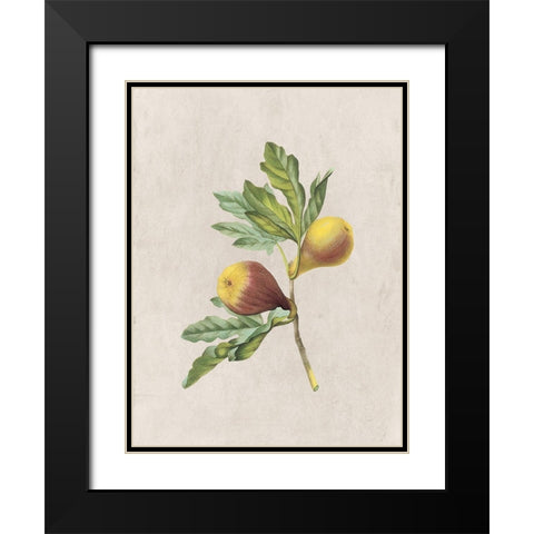 Fruity Botanic 4 Black Modern Wood Framed Art Print with Double Matting by Lewis, Sheldon