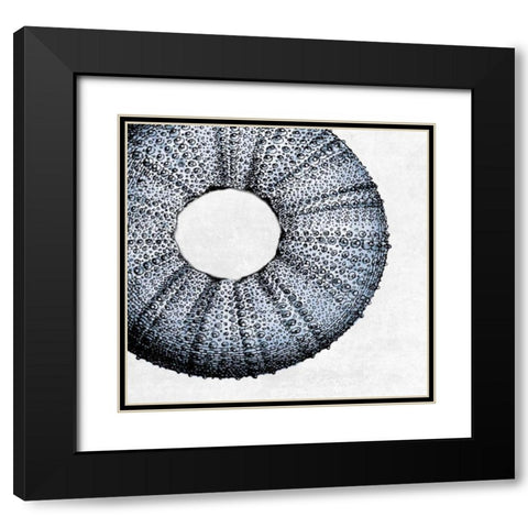 Urchin Shell 1 Black Modern Wood Framed Art Print with Double Matting by Lewis, Sheldon