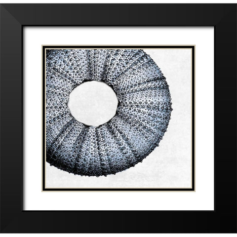 Urchin Shell 1 Black Modern Wood Framed Art Print with Double Matting by Lewis, Sheldon