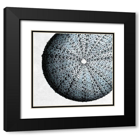 Urchin Shell 2 Black Modern Wood Framed Art Print with Double Matting by Lewis, Sheldon
