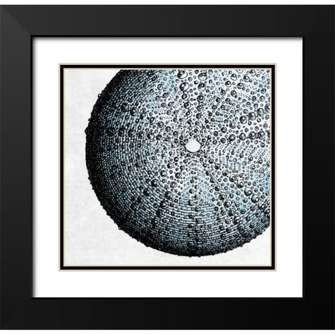 Urchin Shell 2 Black Modern Wood Framed Art Print with Double Matting by Lewis, Sheldon