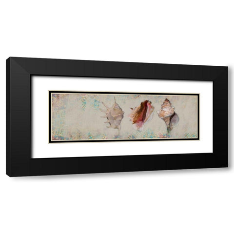 Shells Black Modern Wood Framed Art Print with Double Matting by Butcher, Sarah