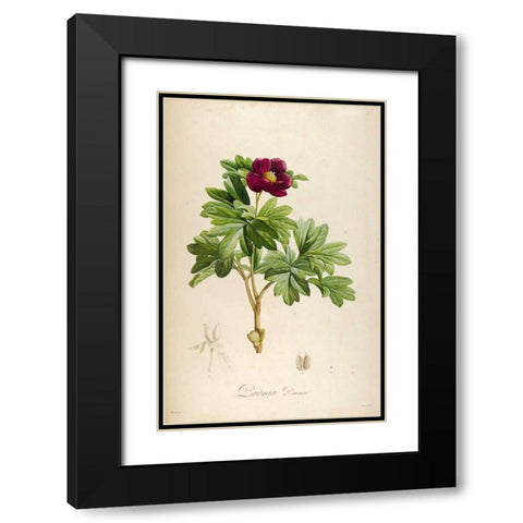 Vintage Botanical 186 Black Modern Wood Framed Art Print with Double Matting by Carlson, Tina