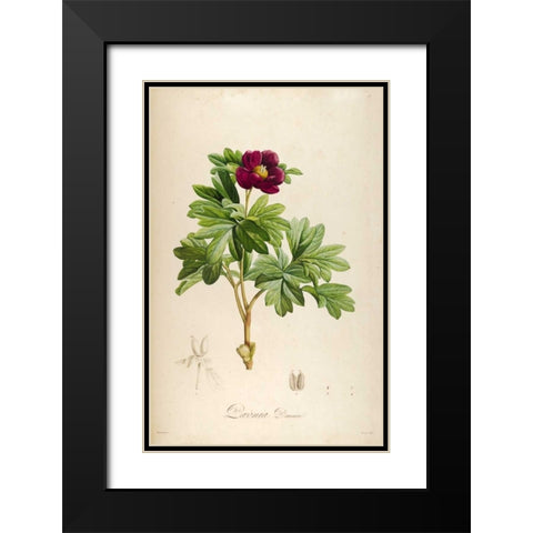 Vintage Botanical 186 Black Modern Wood Framed Art Print with Double Matting by Carlson, Tina