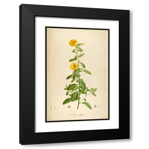 Vintage Botanical 202 Black Modern Wood Framed Art Print with Double Matting by Carlson, Tina