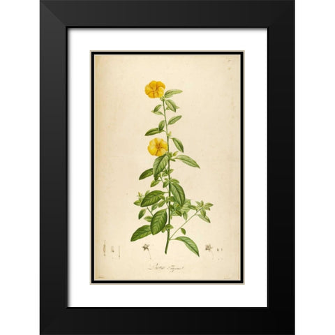 Vintage Botanical 202 Black Modern Wood Framed Art Print with Double Matting by Carlson, Tina