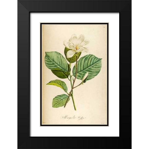 Vintage Botanical Black Modern Wood Framed Art Print with Double Matting by Carlson, Tina