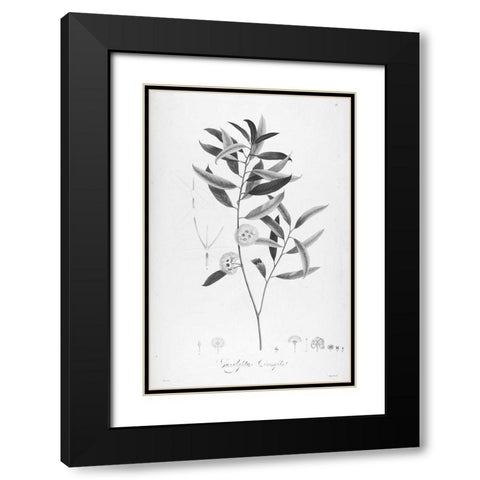 Botanical Eclipse 2 Black Modern Wood Framed Art Print with Double Matting by Carlson, Tina