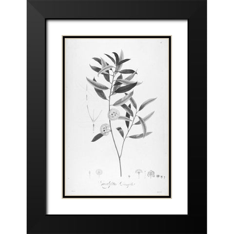 Botanical Eclipse 2 Black Modern Wood Framed Art Print with Double Matting by Carlson, Tina