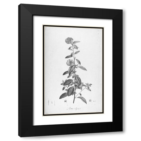 Botanical Eclipse 3 Black Modern Wood Framed Art Print with Double Matting by Carlson, Tina