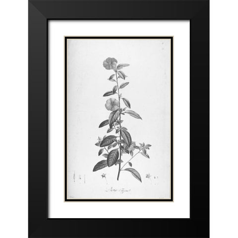 Botanical Eclipse 3 Black Modern Wood Framed Art Print with Double Matting by Carlson, Tina