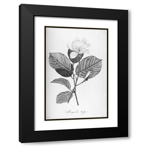 Botanical Eclipse 4 Black Modern Wood Framed Art Print with Double Matting by Carlson, Tina