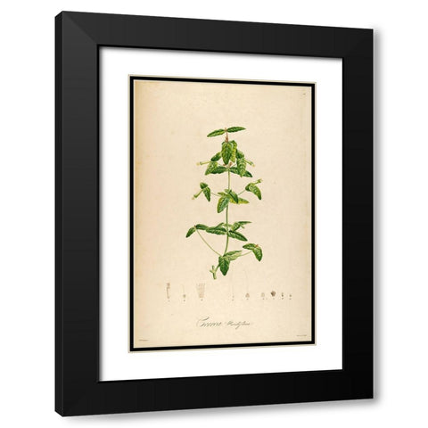 VintageBotanical 192 Black Modern Wood Framed Art Print with Double Matting by Telik, Tracey