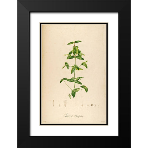 VintageBotanical 192 Black Modern Wood Framed Art Print with Double Matting by Telik, Tracey