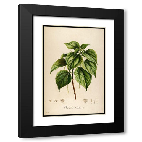 Vintage Botanical 198 Black Modern Wood Framed Art Print with Double Matting by Telik, Tracey