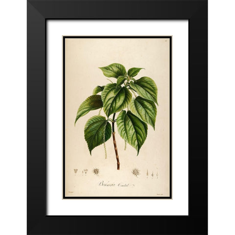 Vintage Botanical 198 Black Modern Wood Framed Art Print with Double Matting by Telik, Tracey