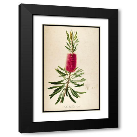 Bottle Brush Black Modern Wood Framed Art Print with Double Matting by Carlson, Tina