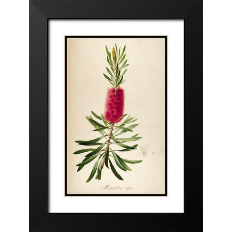 Bottle Brush Black Modern Wood Framed Art Print with Double Matting by Carlson, Tina