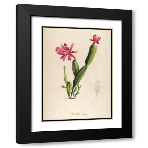 Cactus Speciosus Black Modern Wood Framed Art Print with Double Matting by Carlson, Tina