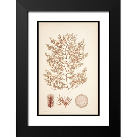 Polysiphonia Coral Black Modern Wood Framed Art Print with Double Matting by Carlson, Tina