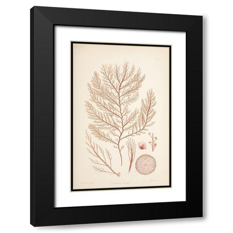 Rodomela Coral Black Modern Wood Framed Art Print with Double Matting by Carlson, Tina