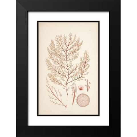 Rodomela Coral Black Modern Wood Framed Art Print with Double Matting by Carlson, Tina