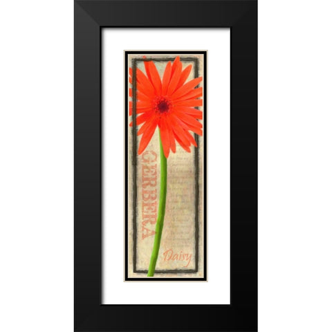 GERBERA DAISY Black Modern Wood Framed Art Print with Double Matting by Greene, Taylor