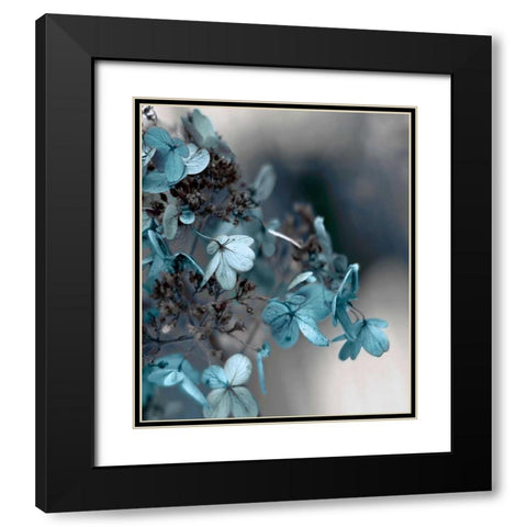Blue Hydrangea Black Modern Wood Framed Art Print with Double Matting by Telik, Tracey