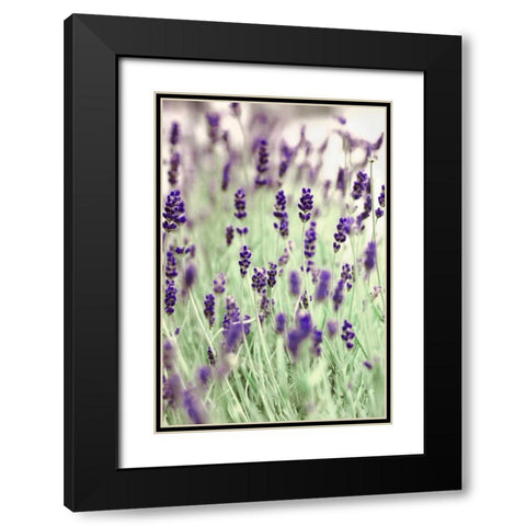 Lavenders In the Field Black Modern Wood Framed Art Print with Double Matting by Telik, Tracey