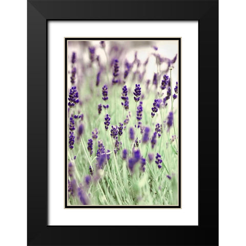 Lavenders In the Field Black Modern Wood Framed Art Print with Double Matting by Telik, Tracey