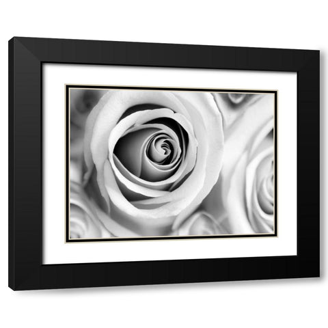 White Noise Rose 1 Black Modern Wood Framed Art Print with Double Matting by Telik, Tracey