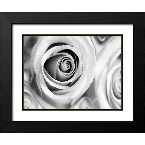 White Noise Rose 1 Black Modern Wood Framed Art Print with Double Matting by Telik, Tracey