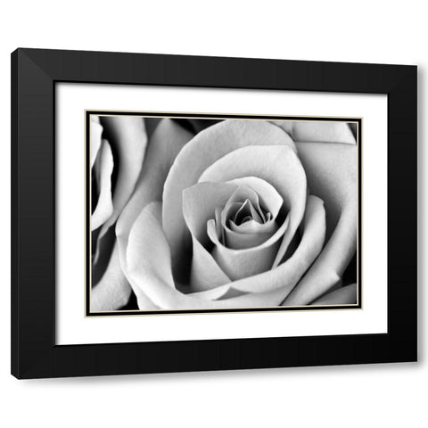 White Noise Rose 2 Black Modern Wood Framed Art Print with Double Matting by Telik, Tracey