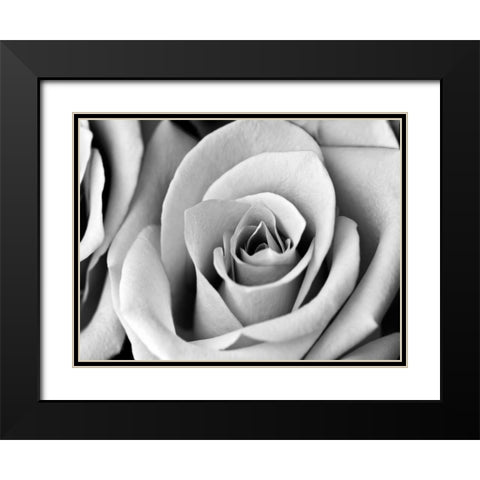 White Noise Rose 2 Black Modern Wood Framed Art Print with Double Matting by Telik, Tracey