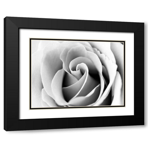 White Noise Rose 3 Black Modern Wood Framed Art Print with Double Matting by Telik, Tracey