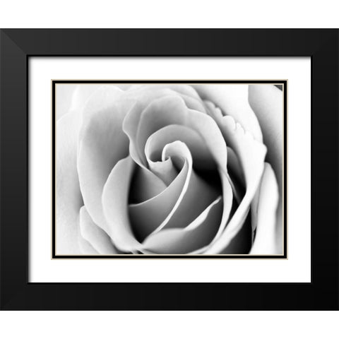 White Noise Rose 3 Black Modern Wood Framed Art Print with Double Matting by Telik, Tracey