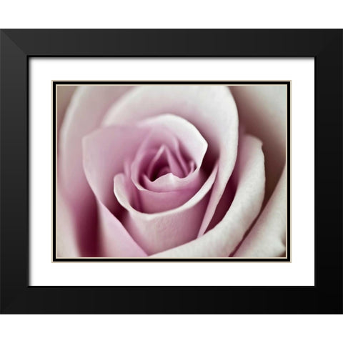 Tender Rose Black Modern Wood Framed Art Print with Double Matting by Telik, Tracey