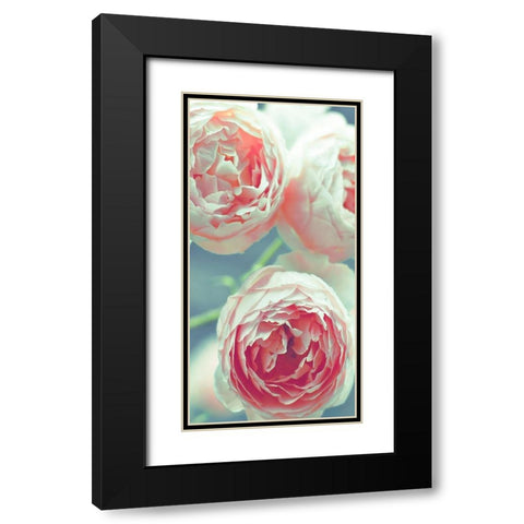 English Roses Black Modern Wood Framed Art Print with Double Matting by Telik, Tracey