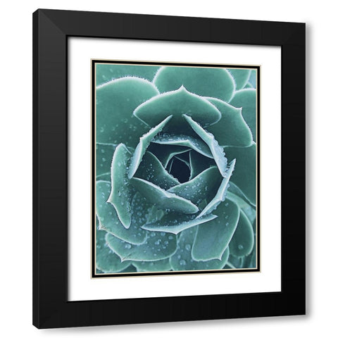 Succulent with Dew 1 Black Modern Wood Framed Art Print with Double Matting by Urban Epiphany