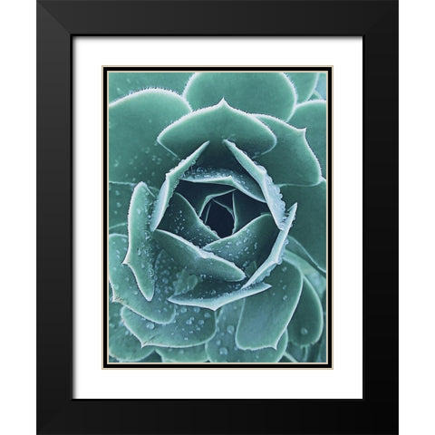 Succulent with Dew 1 Black Modern Wood Framed Art Print with Double Matting by Urban Epiphany